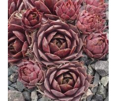 Sempervivum HORTENSE