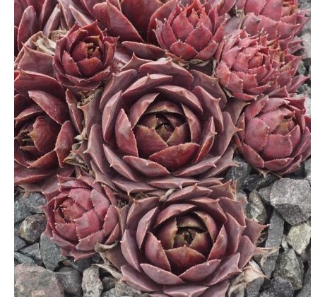 Sempervivum HORTENSE