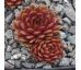 Sempervivum FIRGROVE PINK GRAPEFRUIT