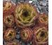 Sempervivum OLCINA