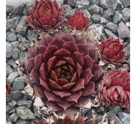 Sempervivum EVDOKIA