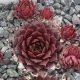 Sempervivum EVDOKIA
