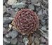 Sempervivum NOREEN