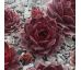 Sempervivum SCHOCKING PINK