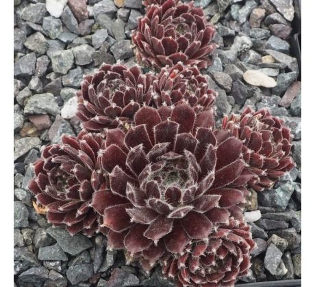 Sempervivum SVAVA