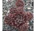 Sempervivum SVAVA