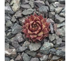 Sempervivum HULABALOO