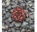 Sempervivum HULABALOO