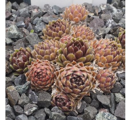 Sempervivum HIMBEERGEIST