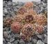 Sempervivum HIMBEERGEIST