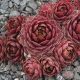 Sempervivum DIPPY DAME