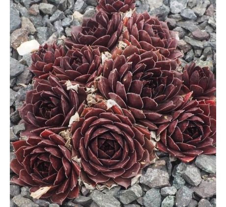 Sempervivum XANDEE