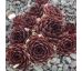 Sempervivum XANDEE