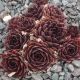 Sempervivum XANDEE