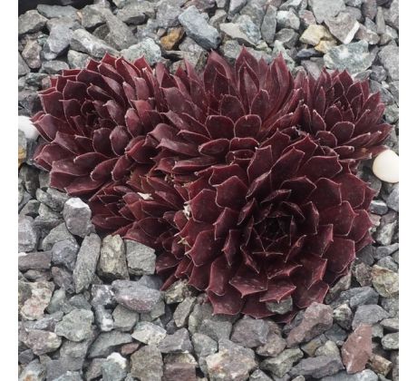 Sempervivum HUB I`ORTIJE