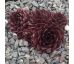 Sempervivum HUB I`ORTIJE