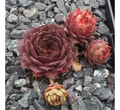 Sempervivum ZIPPORA
