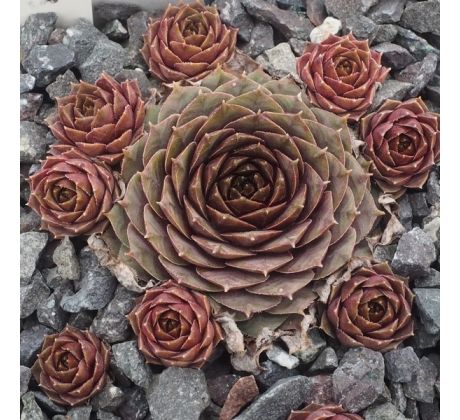Sempervivum VASI PETRU