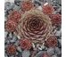 Sempervivum VASI PETRU