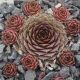 Sempervivum VASI PETRU