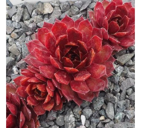 Sempervivum JULIGLOT