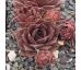 Sempervivum PURPE GINGER