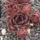 Sempervivum PURPE GINGER