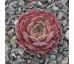 Sempervivum PINK CHARM