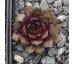 Sempervivum EURIELLE