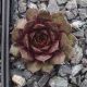 Sempervivum EURIELLE