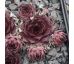 Sempervivum MEDWAG