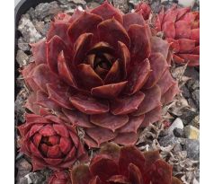 Sempervivum WATERLILY II