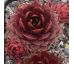 Sempervivum WATERLILY II