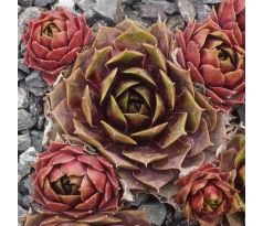 Sempervivum WAX LYRICAL