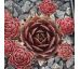Sempervivum ZAUBERROSE
