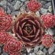 Sempervivum ZAUBERROSE