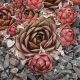Sempervivum APRICOT BEAUTY