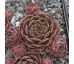 Sempervivum ANJA (II)