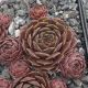 Sempervivum ANJA (II)