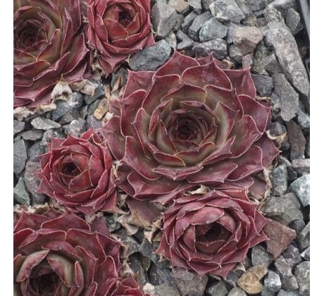 Sempervivum OMA`S LIEBLING