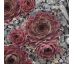 Sempervivum OMA`S LIEBLING