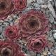 Sempervivum OMA`S LIEBLING
