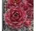 Sempervivum AL