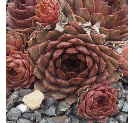 Sempervivum AYA