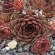 Sempervivum AYA