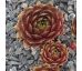 Sempervivum ROSENBOUQUET