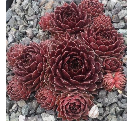 Sempervivum SYLBA