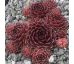 Sempervivum SYLBA