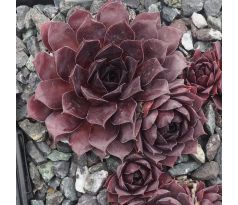 Sempervivum ESPAROS