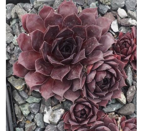 Sempervivum ESPAROS
